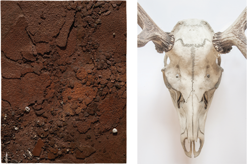 Boyle Family, Study of Rusting Metal Plate, 2001/2, mixed media, resin and fibreglass © Boyle Family | Deer's skull, Museum of Lakeland Life & Industry collection, 2014  © Richard Skelton